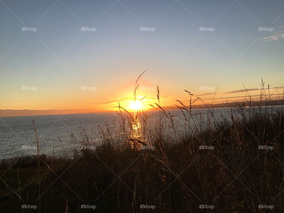 Grass illuminated by sun