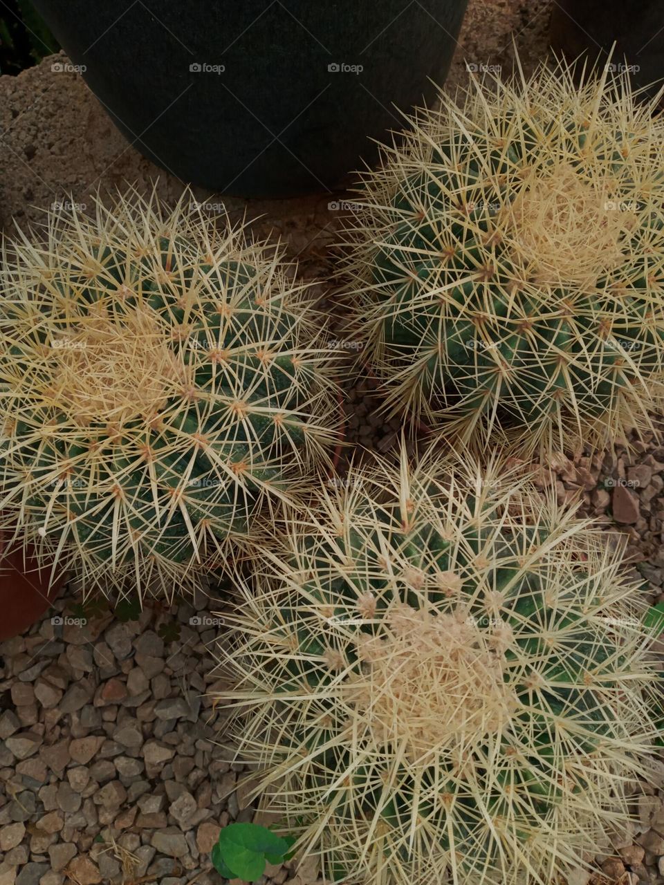 Photo Cactus