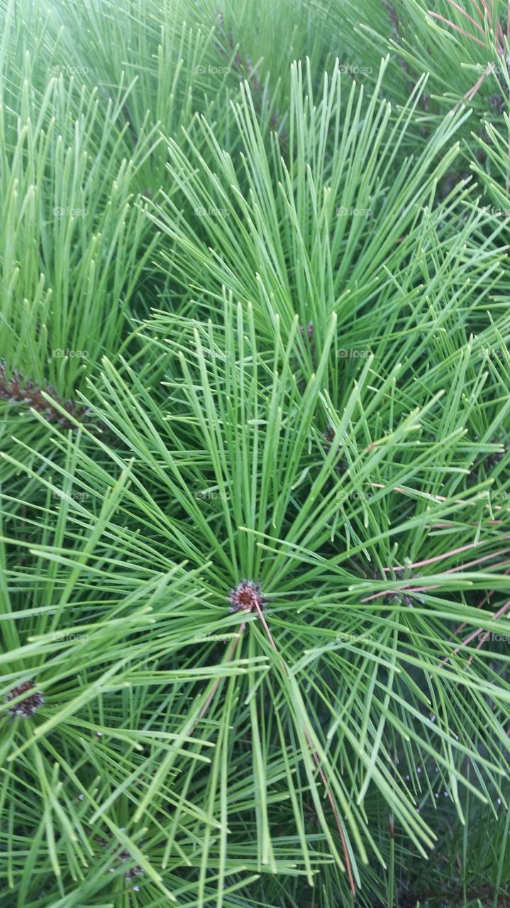 Arkansas Pines. Taken in Genoa Arkansas 