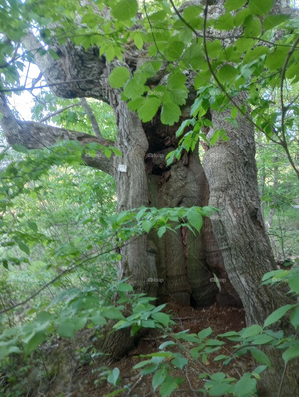 Hollow Tree