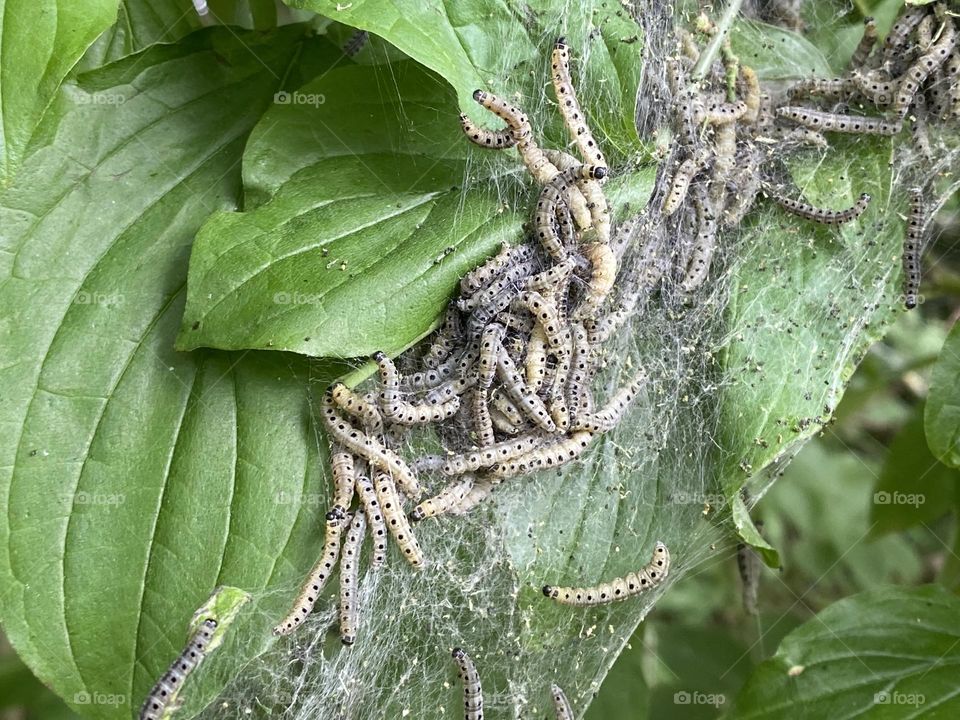 A group of caterpillars in a tree