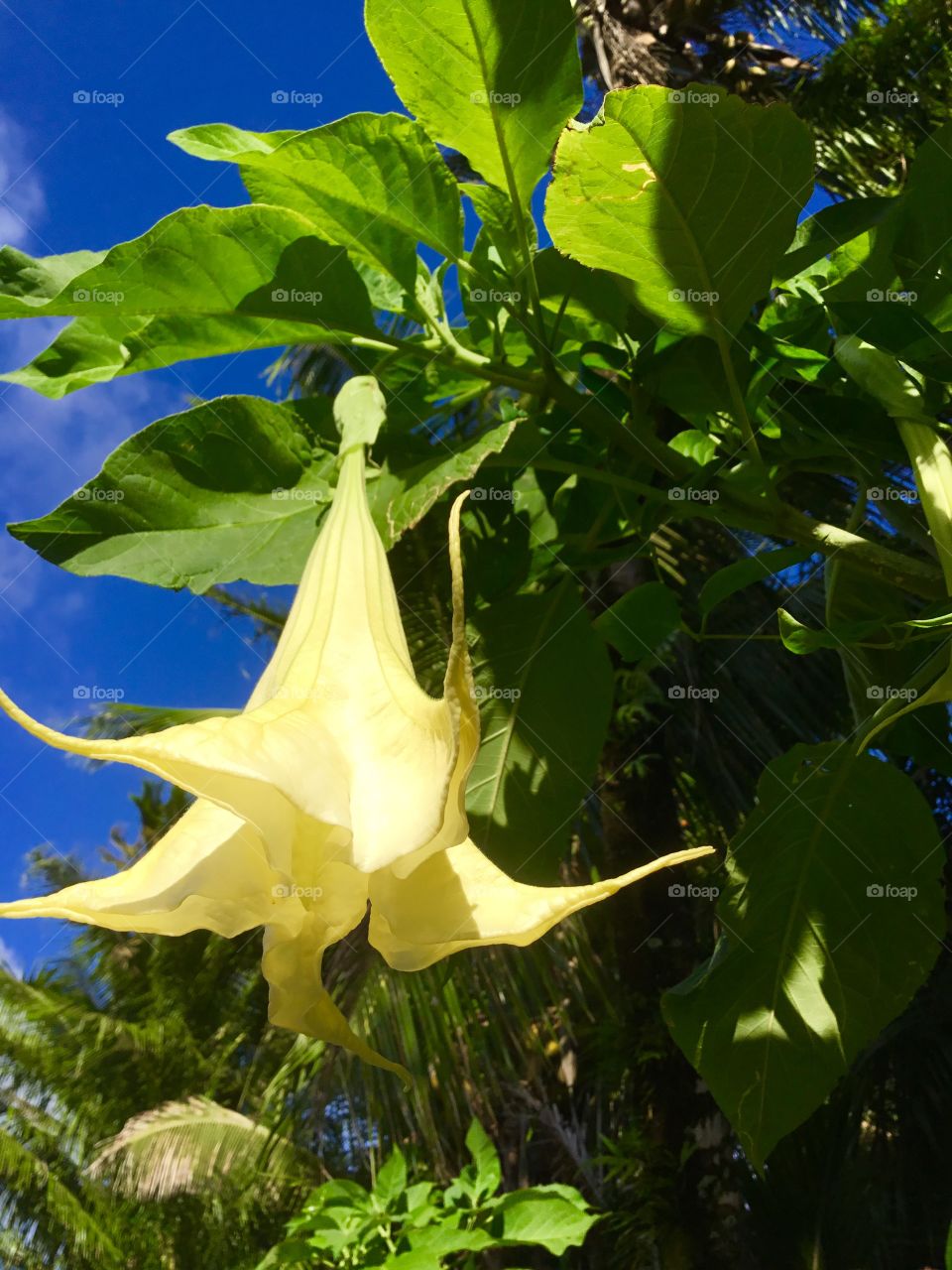 Angel’s Trumpet