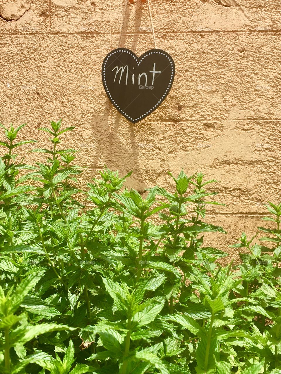 Mint growing outdoors in front of old stucco wall; heart shape plaque label with word “mint” 