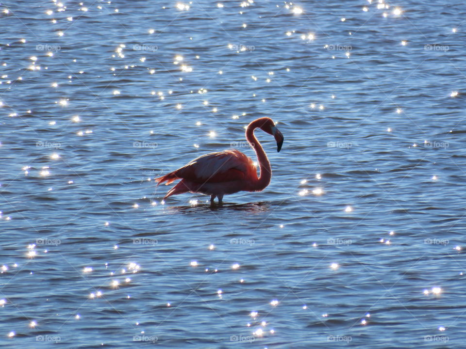 Rare flamingo in North Florida