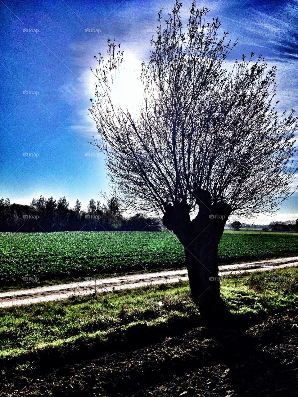 Willow Tree in Autumn sun