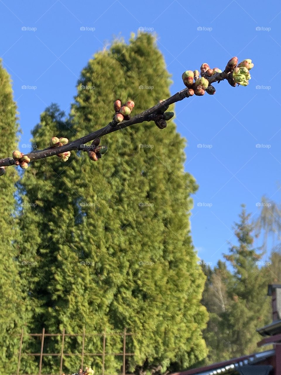 Flower bud cherry tree