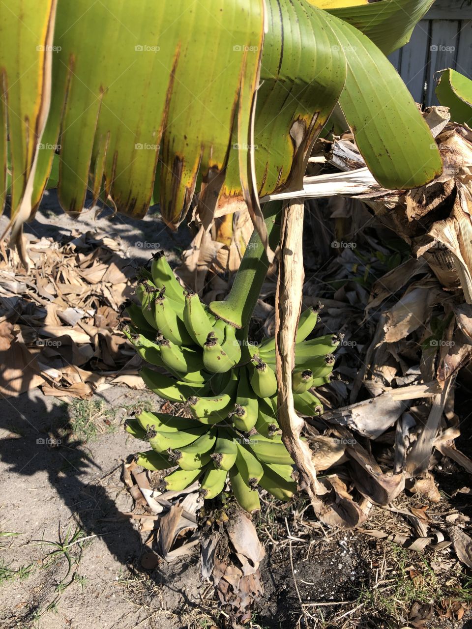 Banana Tree