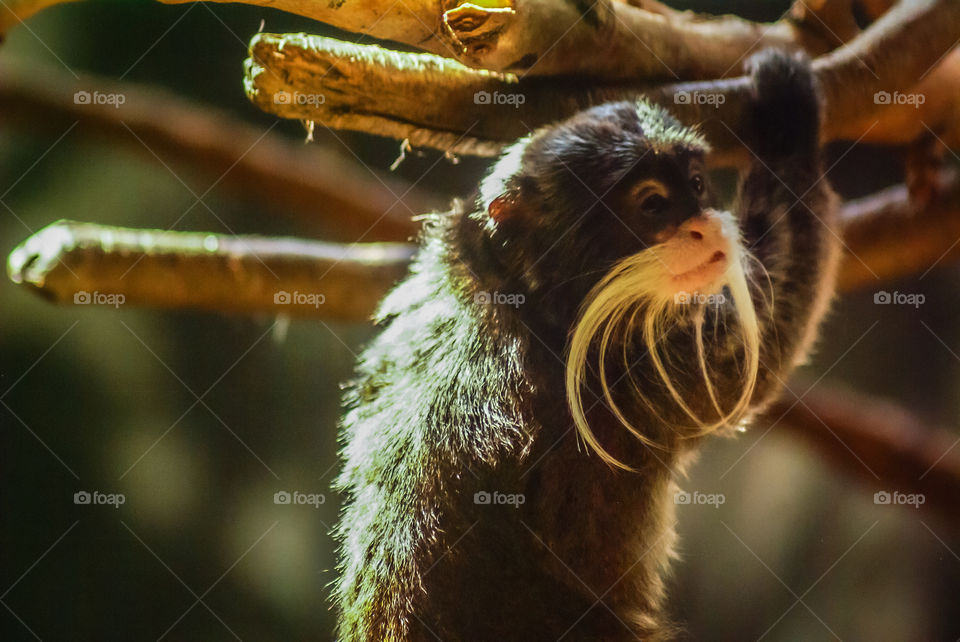 Little monkey from the Denver Zoo that has a cute mustache. 