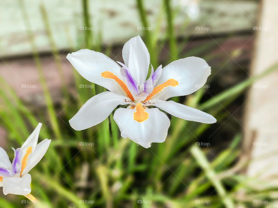 Wild orchid in my backyard