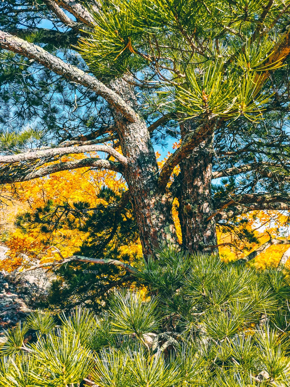 Favorite cedar