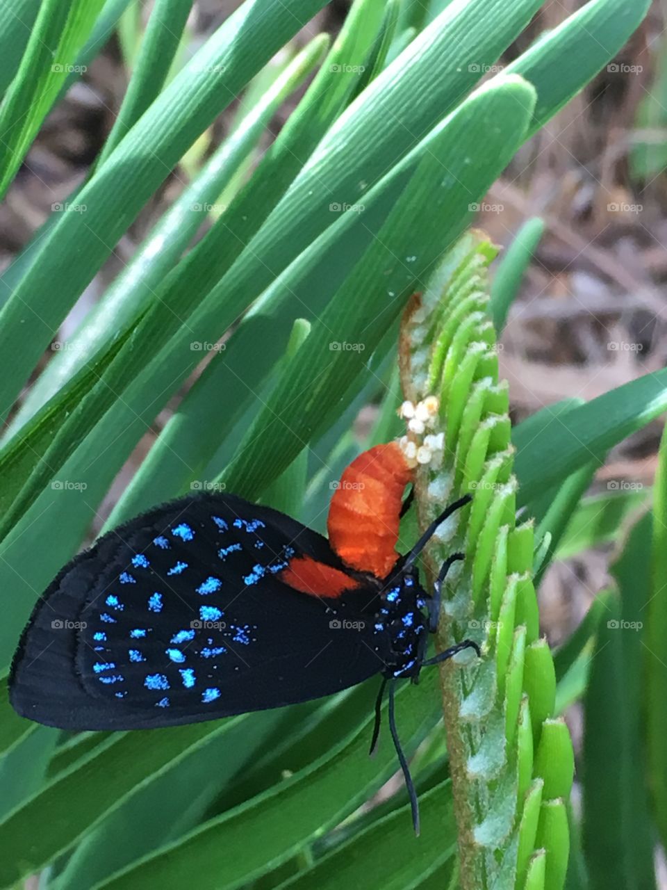 Once near extinction, Atala colonies in South Florida are a rare sighting. 