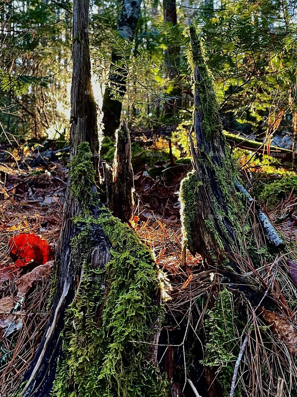 “Crown of Moss”.  A walk in the forest reveals nature’s treasures fed by Spring rains.