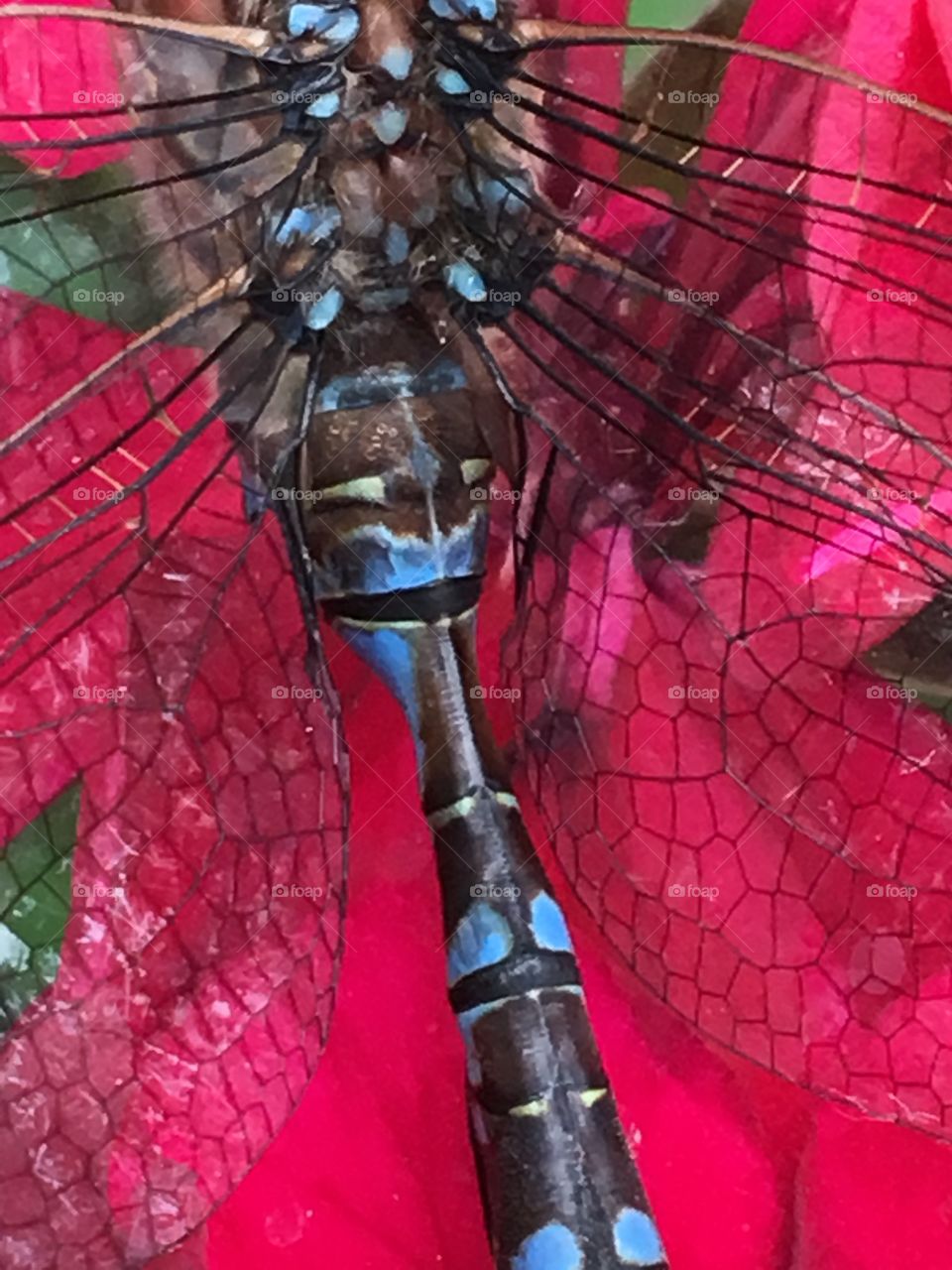Blue dragonfly on red geranium flower - closeup