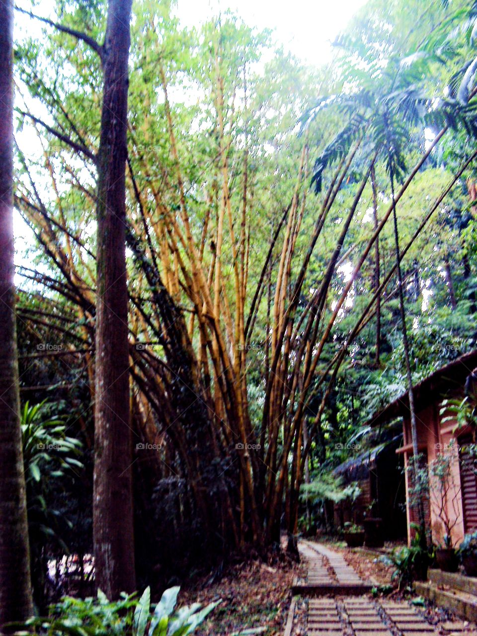 The footpath in the park.