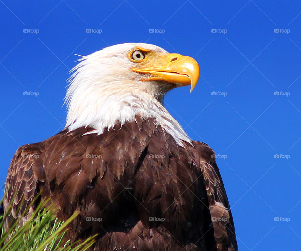 Bald Eagle Close up