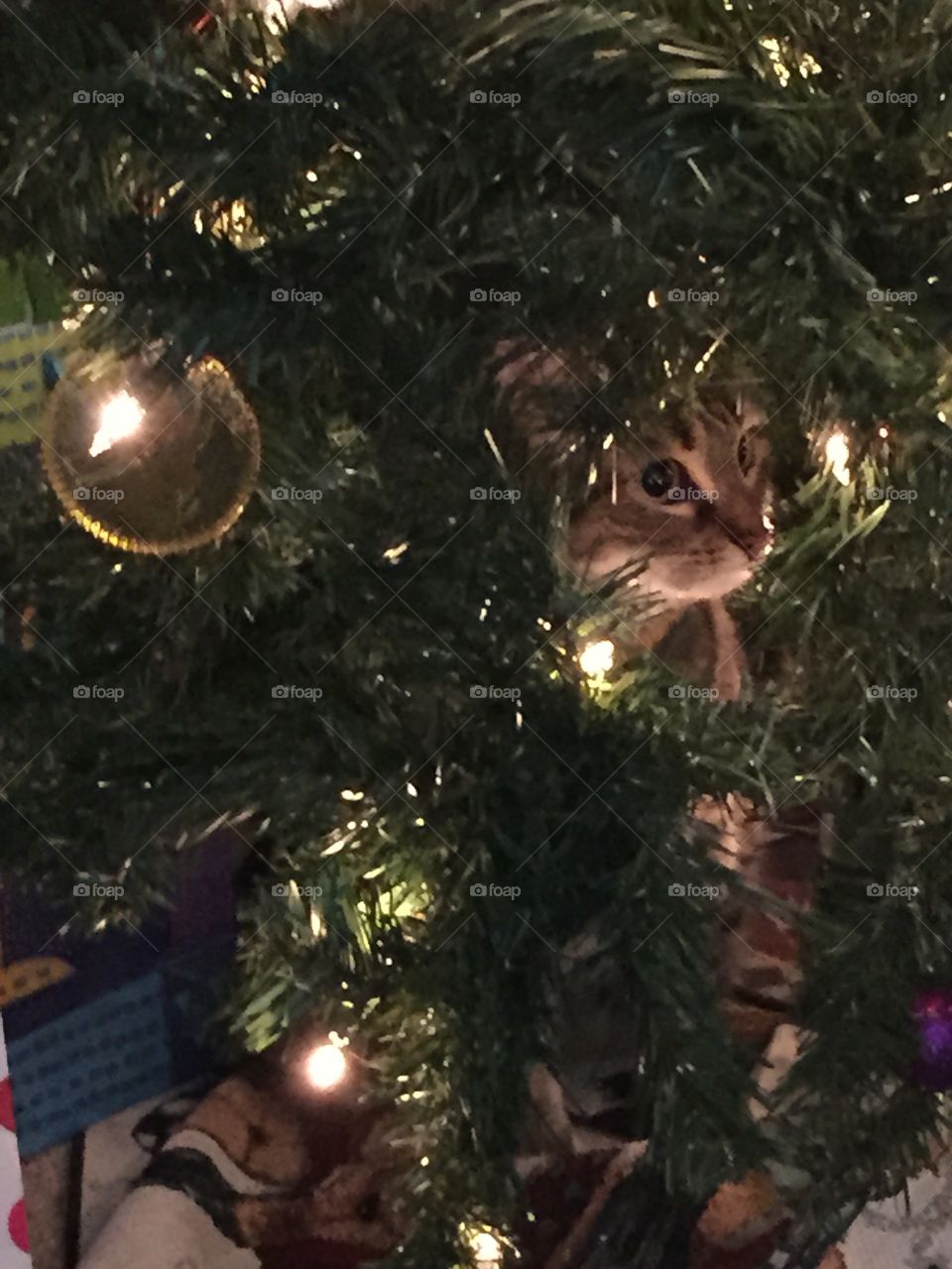 Kitty in a tree!