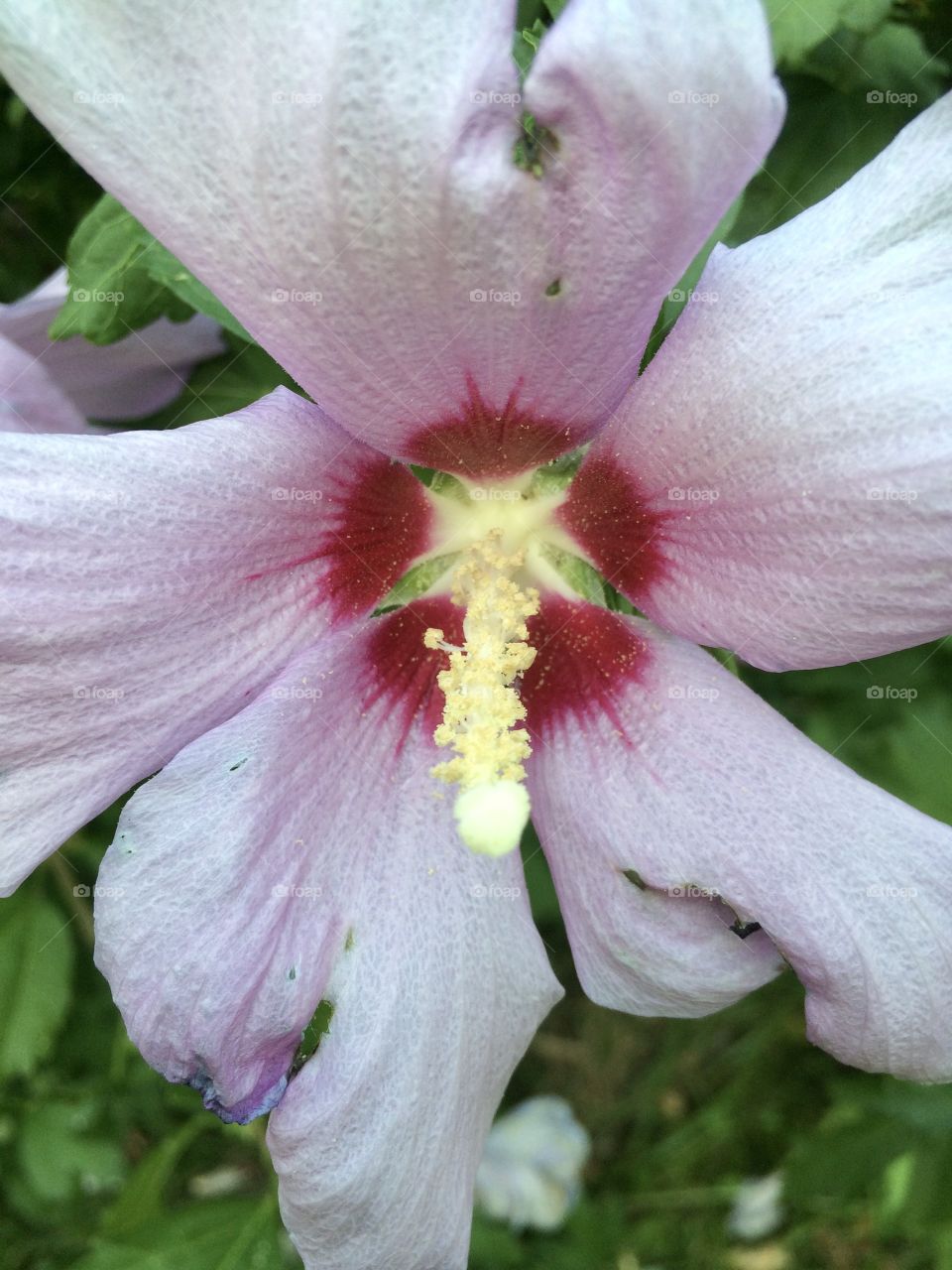 Purple Story - Flower Closeup 