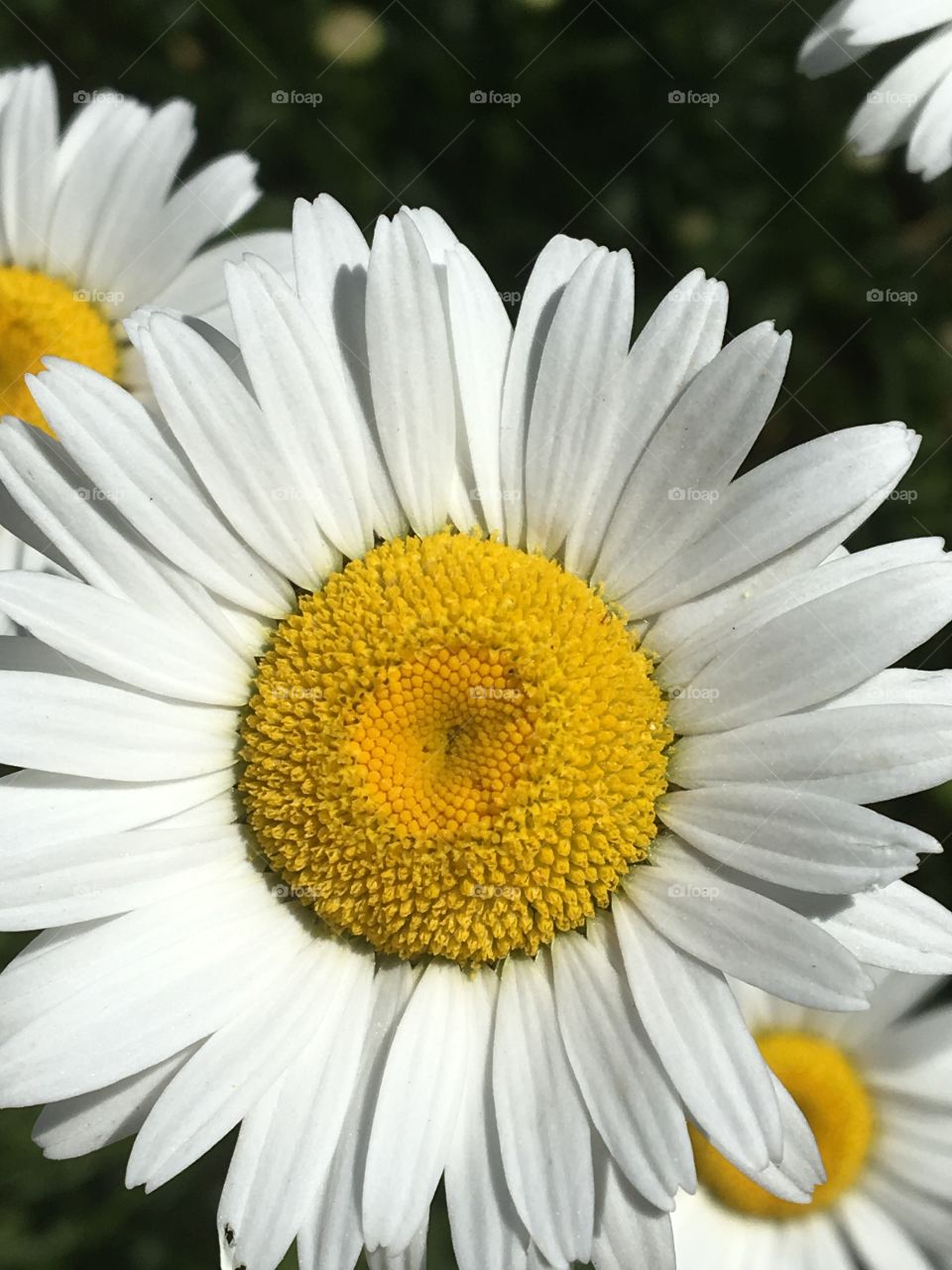 Give me a daisy a day- daisy flower 
