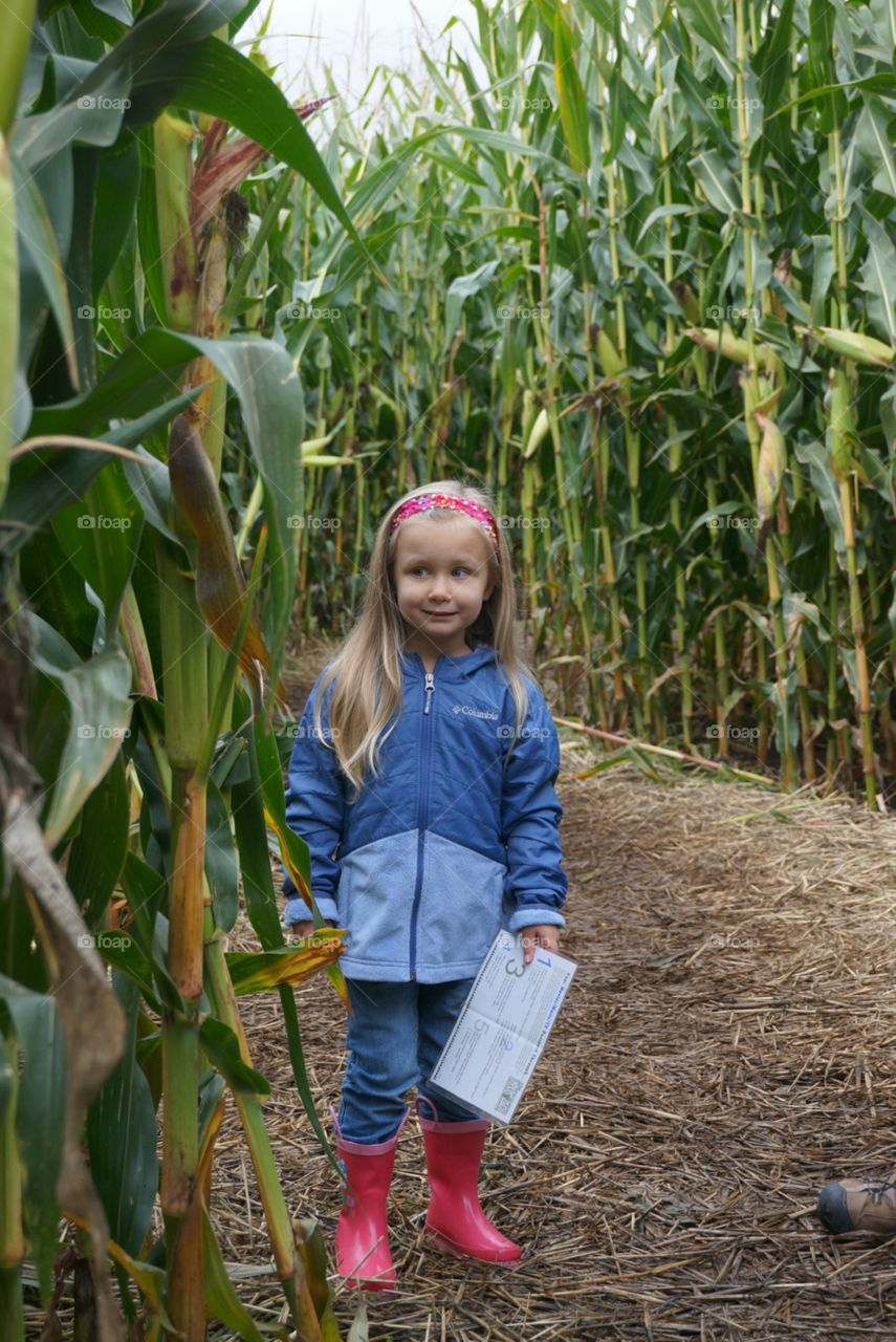 Corn maze