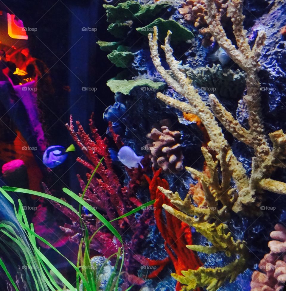 Fishies . Some pretty cool looking fish