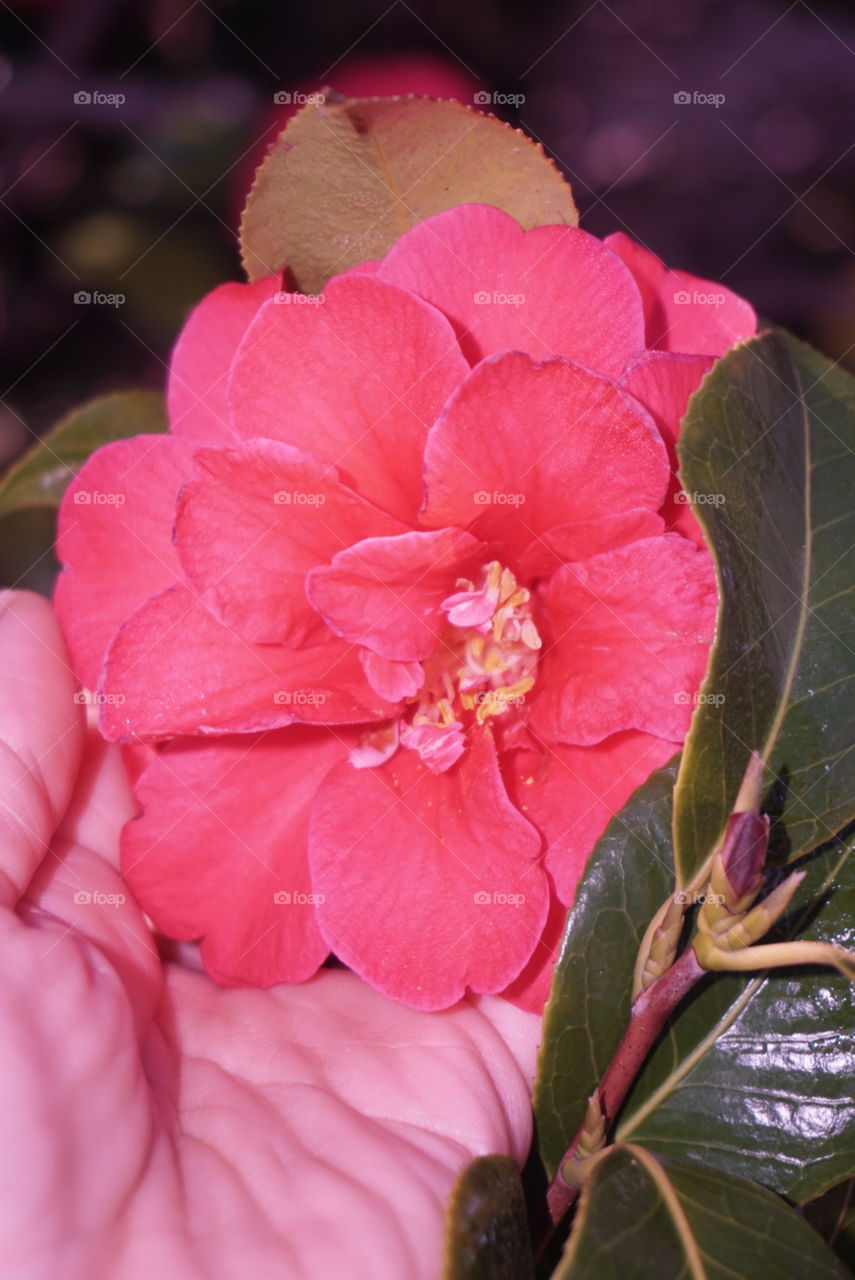 Red Camellia
Springs 
California Flower