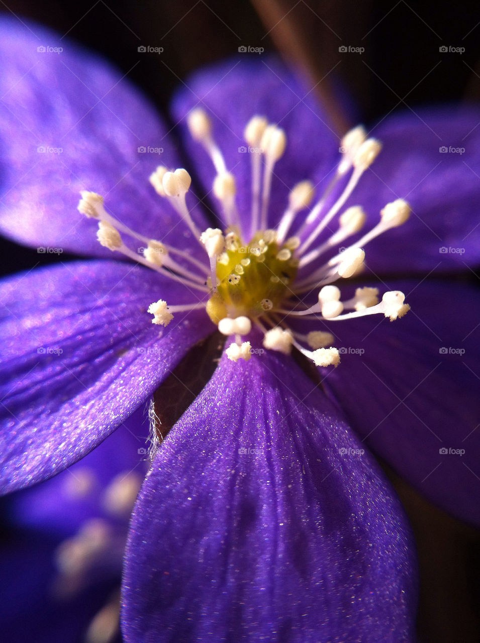 sweden spring flower macro by haq