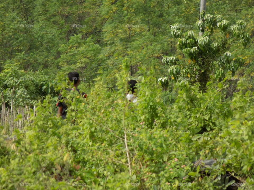 Tours to the jungle river passes through cold aceh halimon