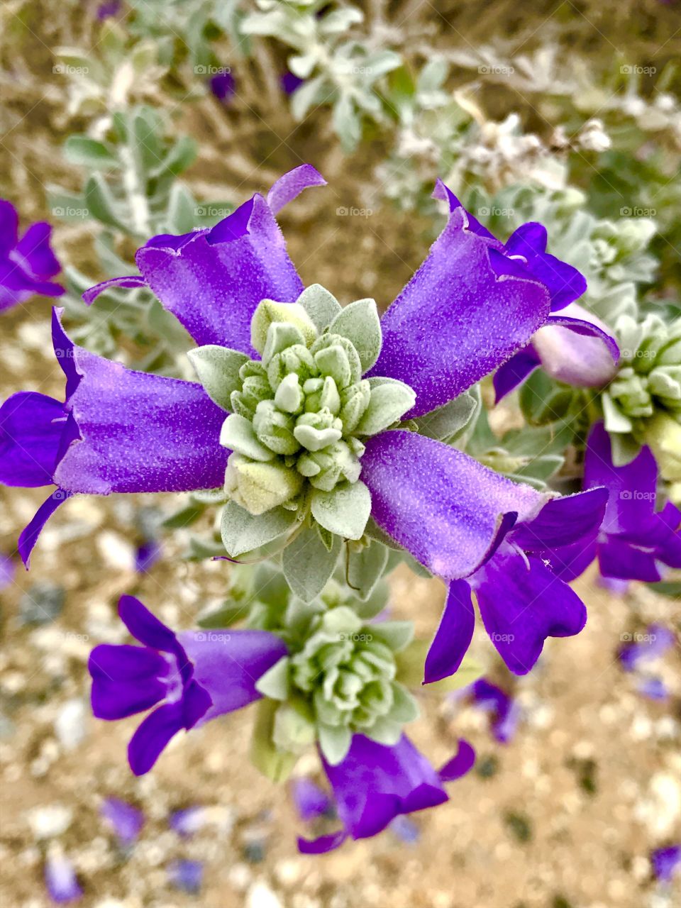 Purple Flower Close-Up