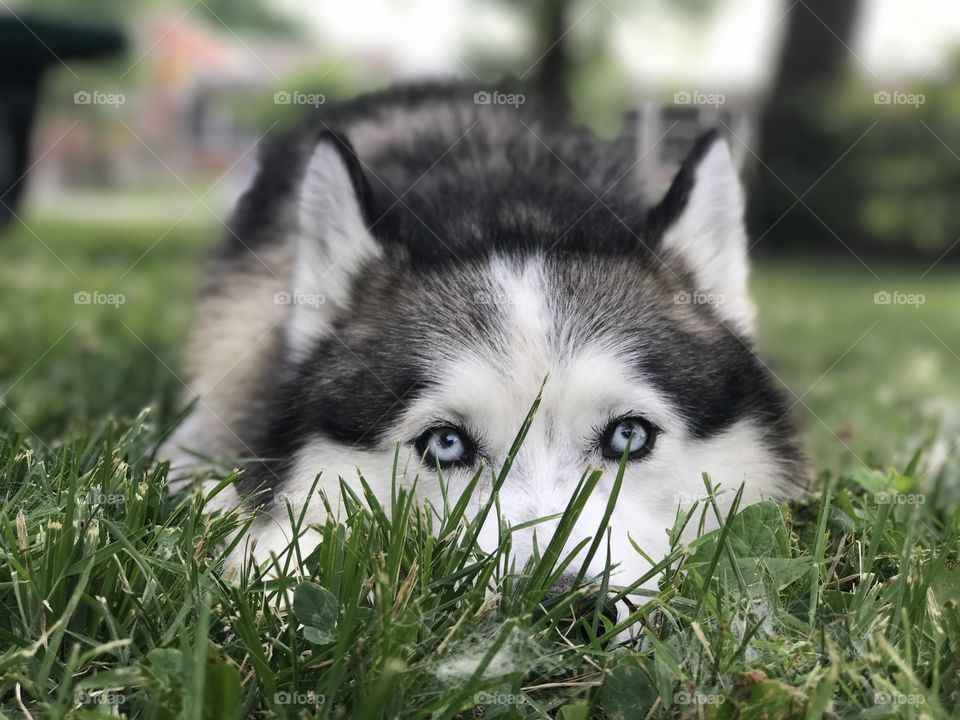 Husky sulking in the grass waiting for the walk to start again.