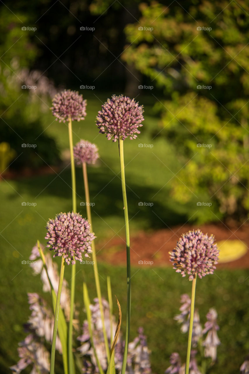 Flowers in the garden