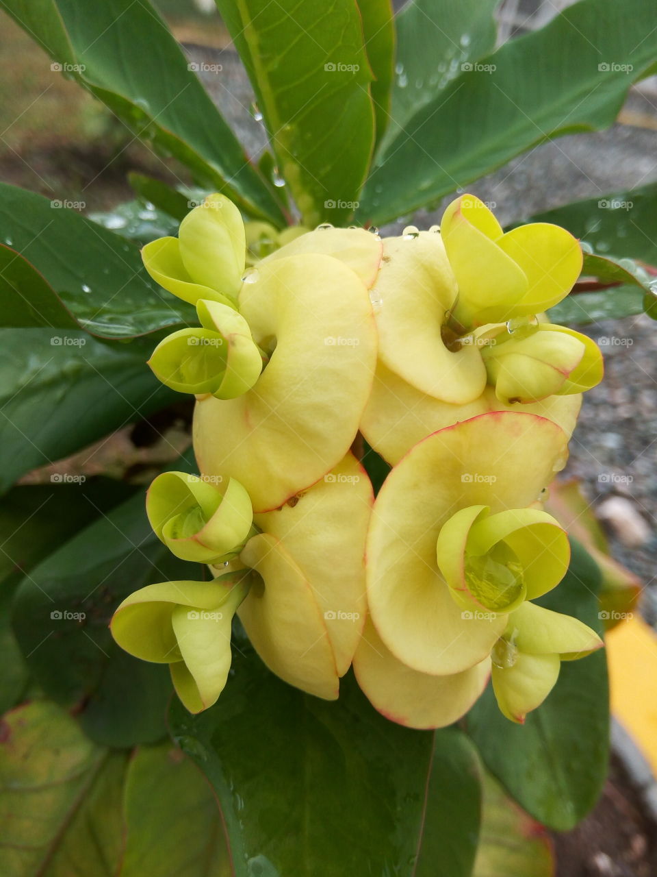 yellow crown of thorns