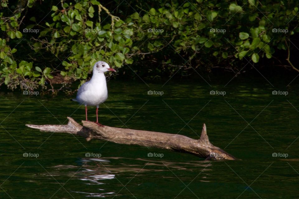 Bird On The Lake