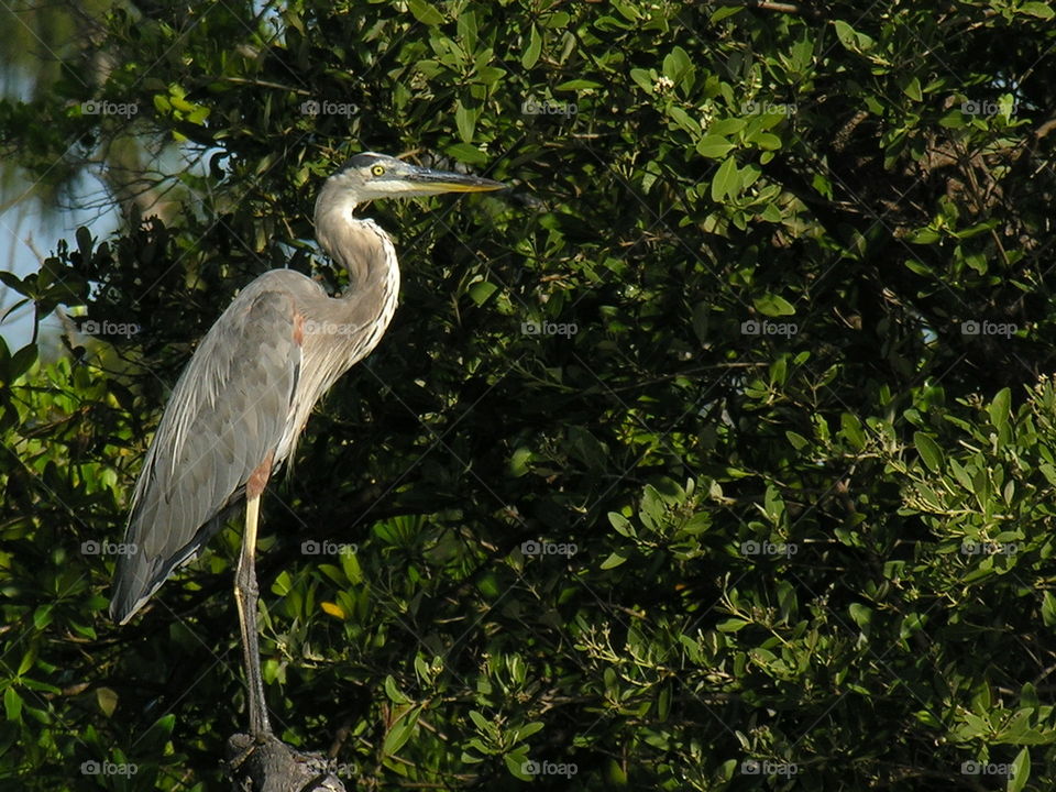 great blue heron