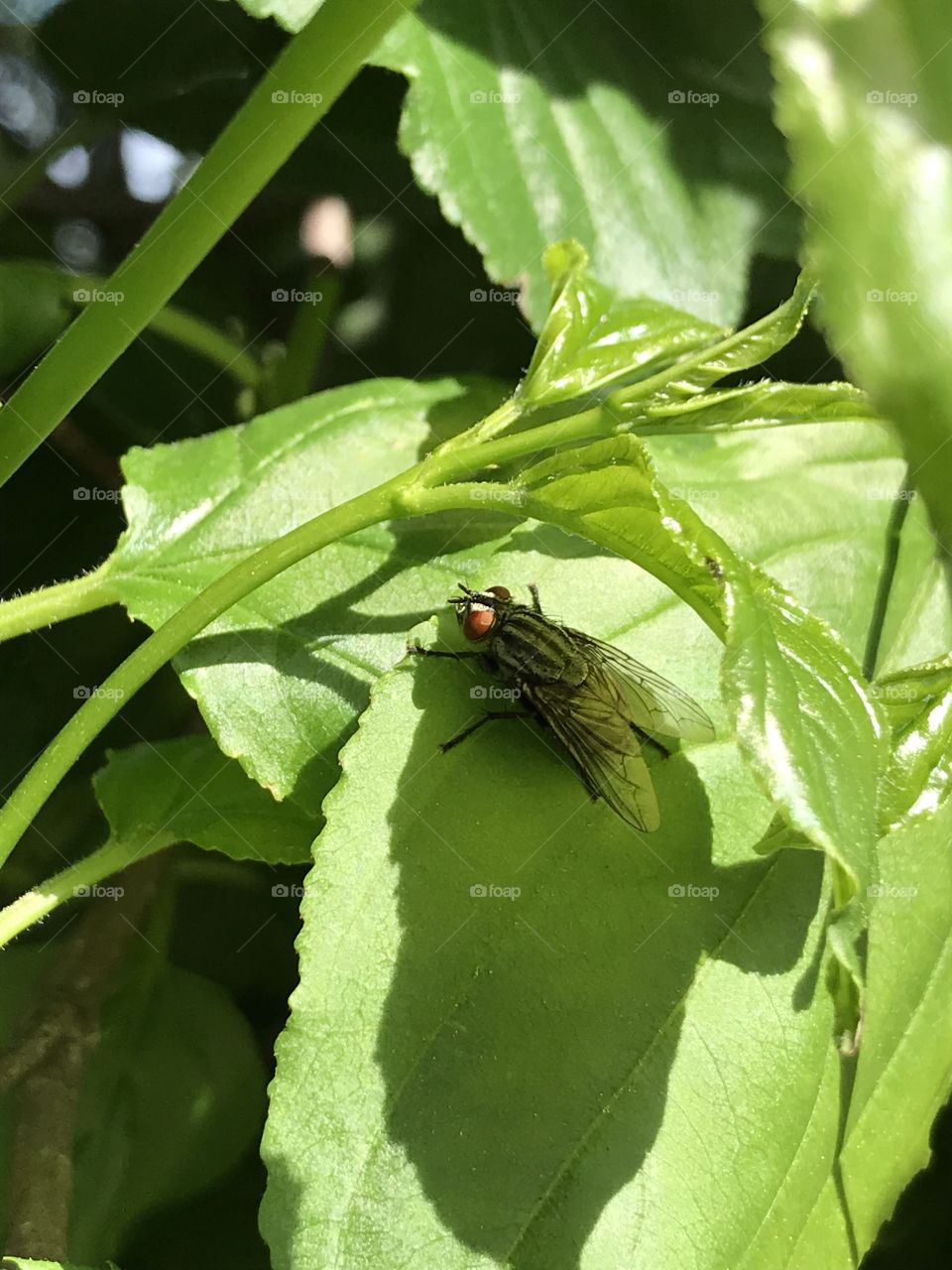 Black fly on a leaf