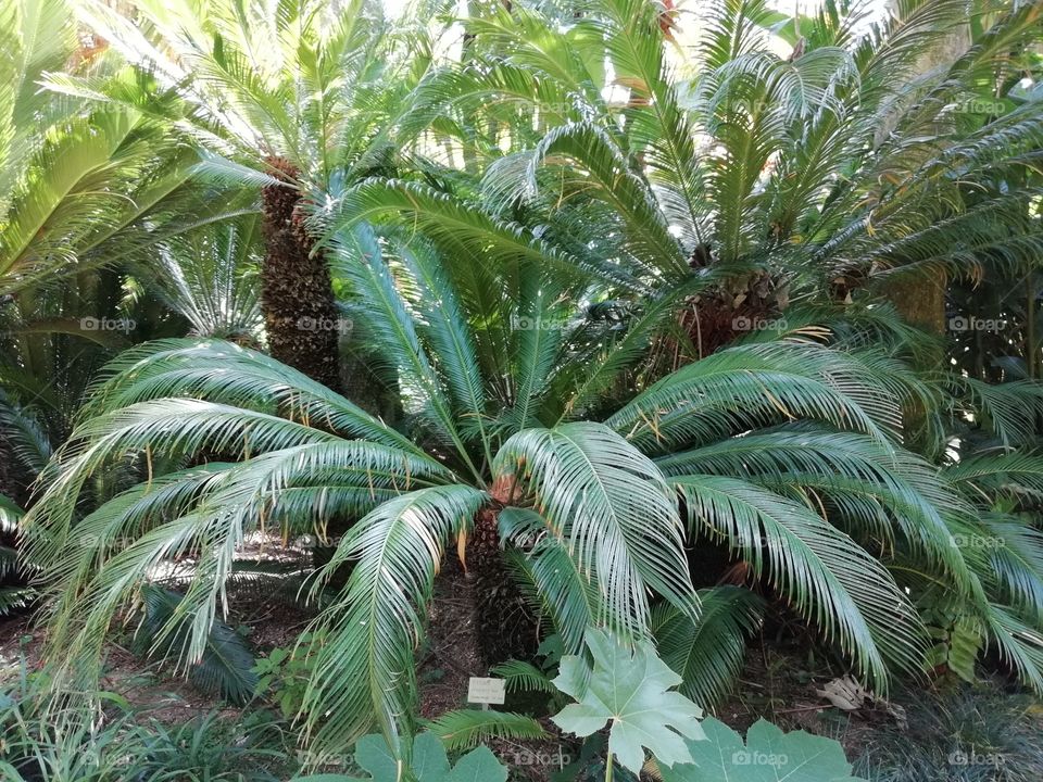 Palmeras enanas