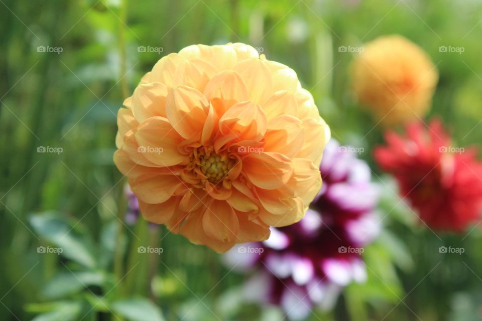 dahlia flower are blooming