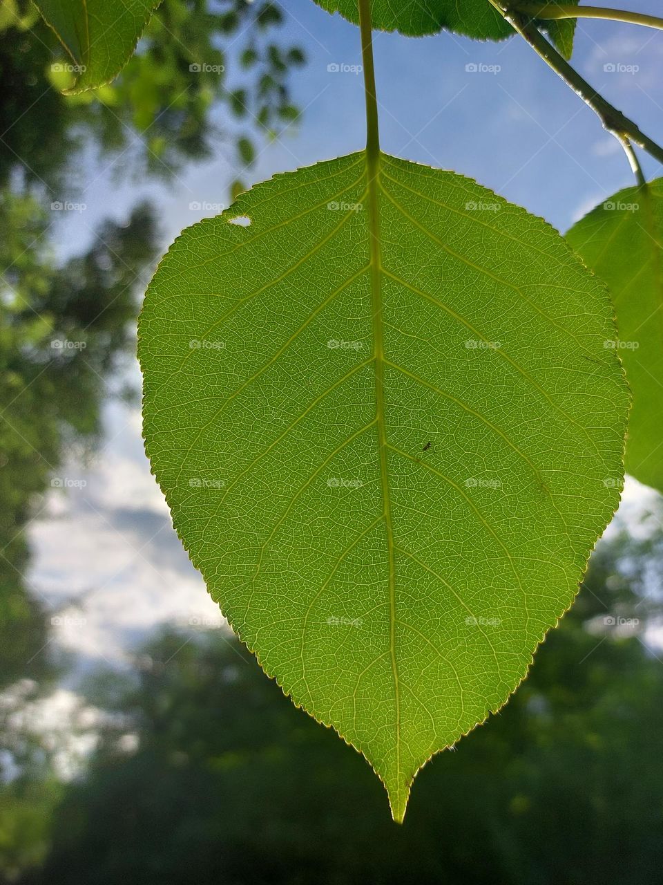 summer leaf
