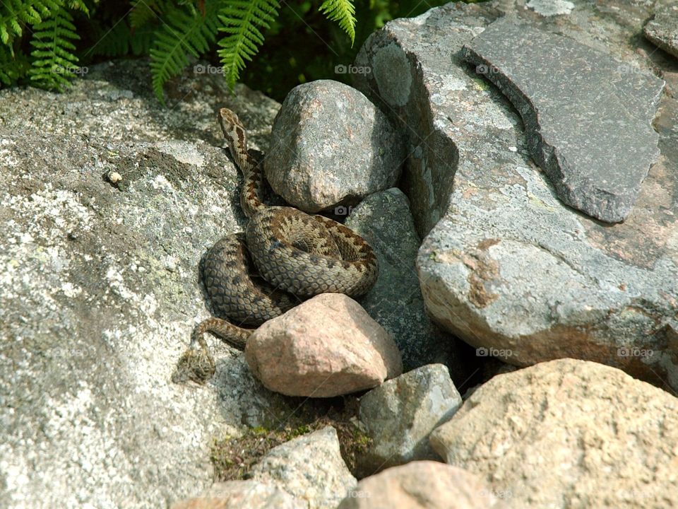 A common European viper resting on warm rocks.