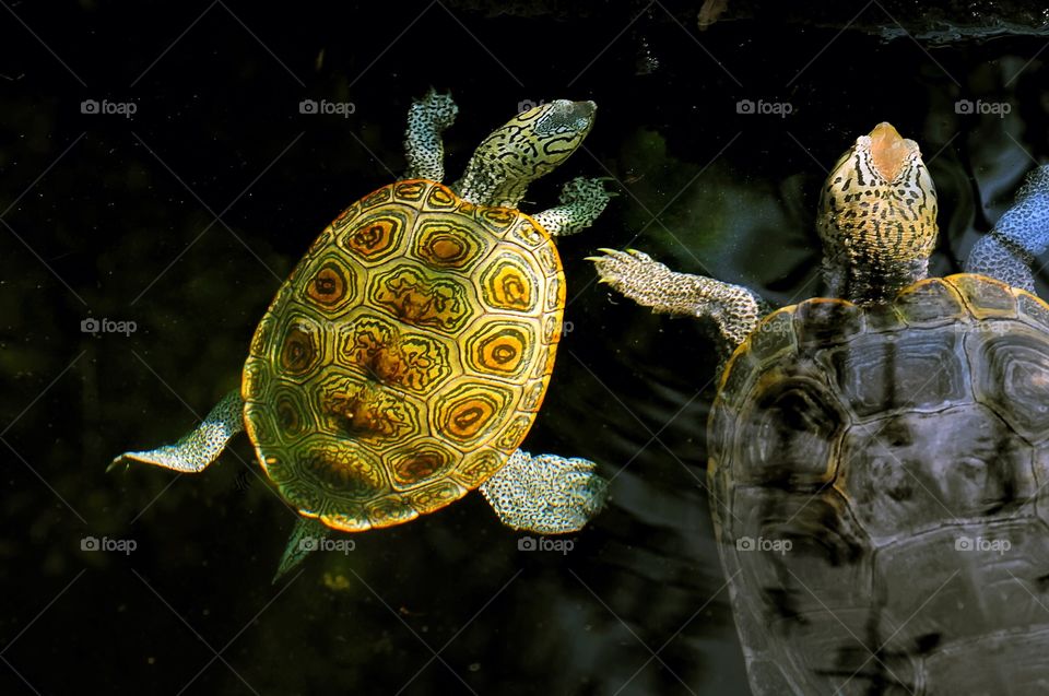 A pair of Diamond Backed Terrapins swimming together.