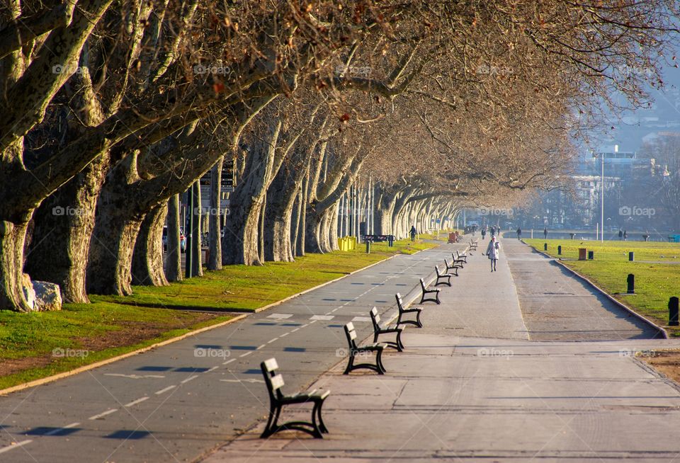 beautiful park with old trees