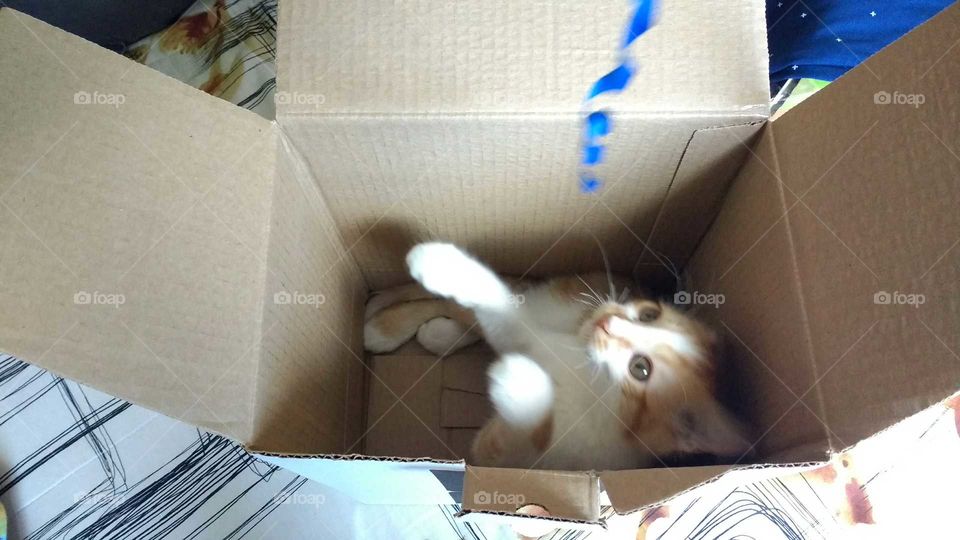 Cat in the box