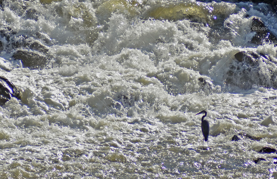 Heron Hunter. Potomac River