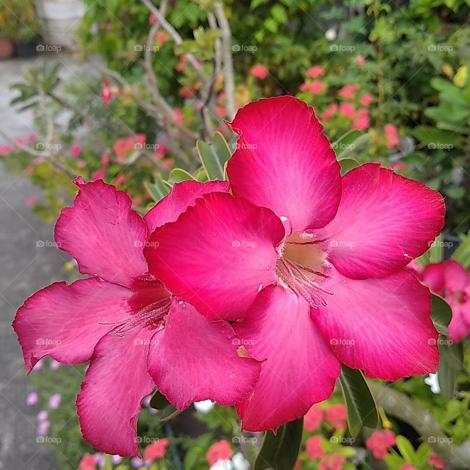 Pink adenium flowers