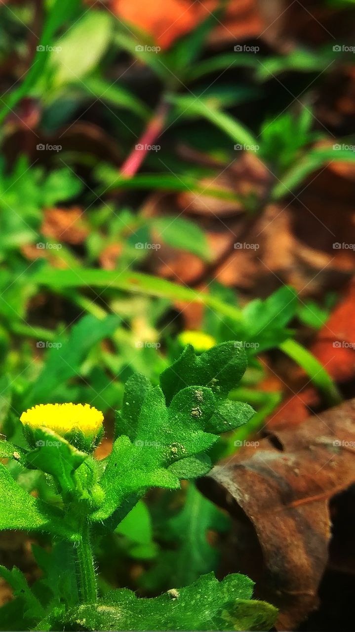 capturing the tiniest