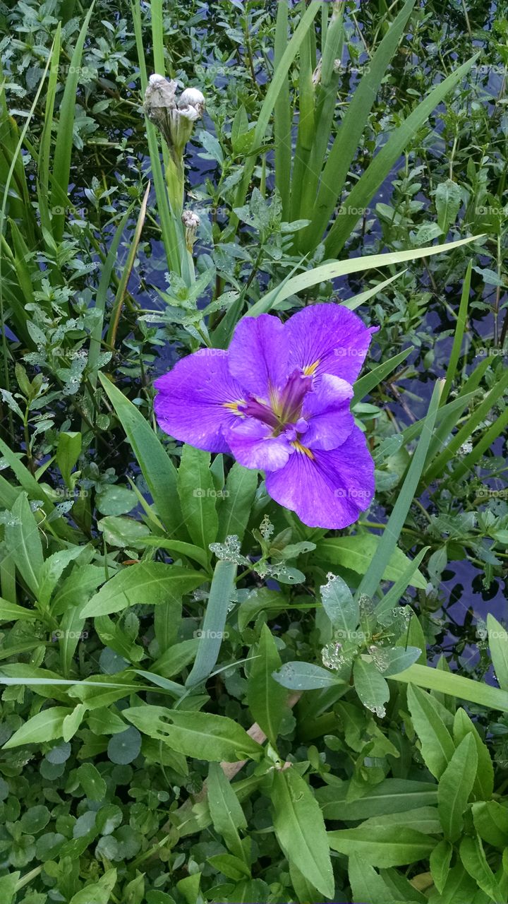 Purple Water Flower