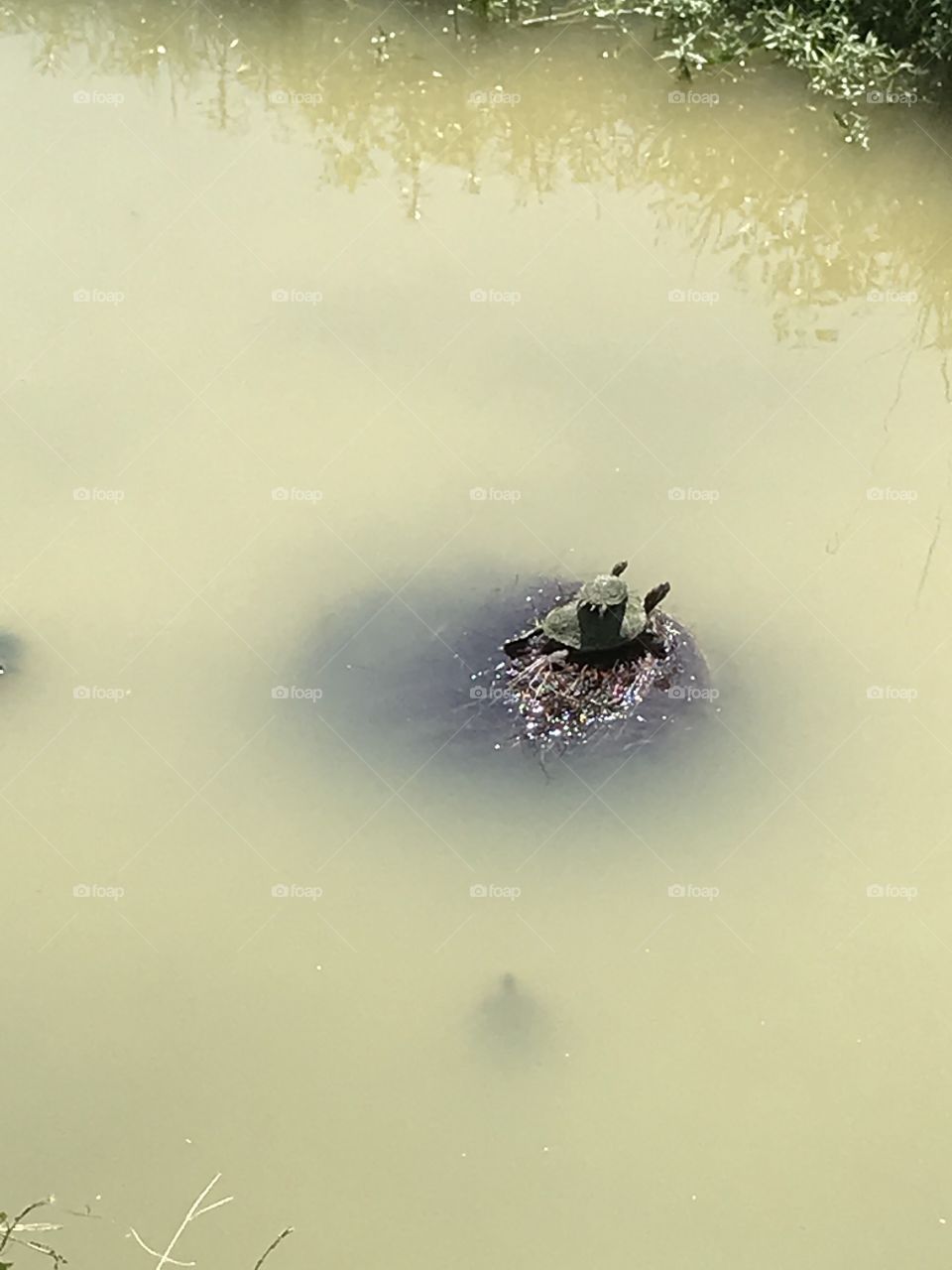 turtles in creek