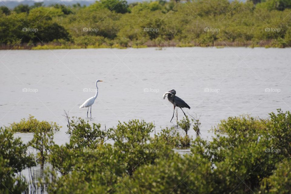 One jealous bird