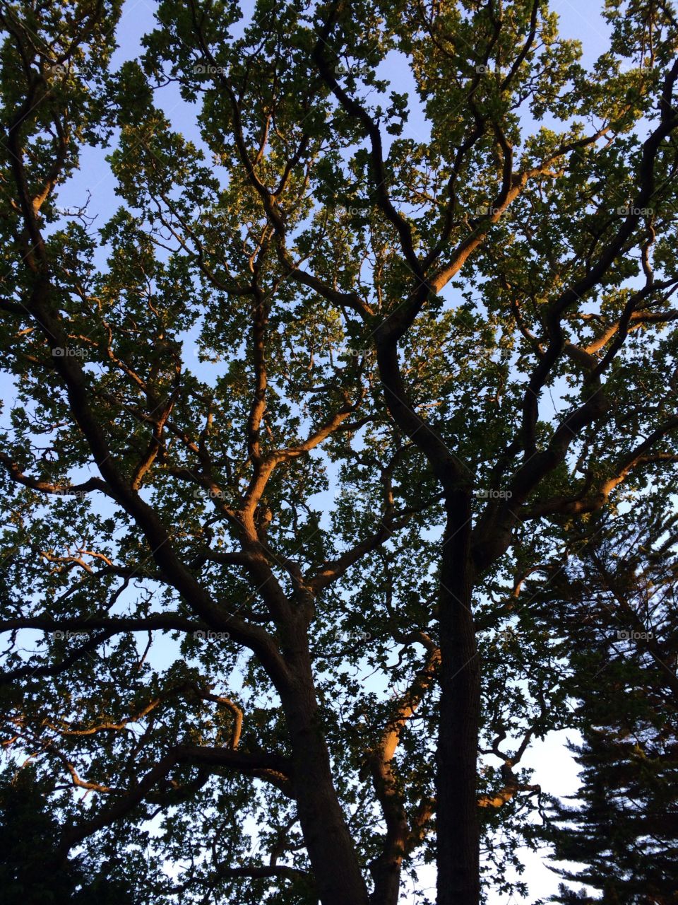 Summer Evening Trees. Walking home past trees I always see, but had never seen them like this before. 