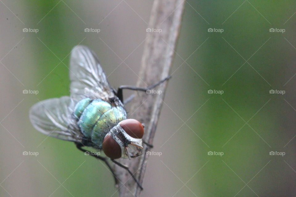 macro fly green red eyes