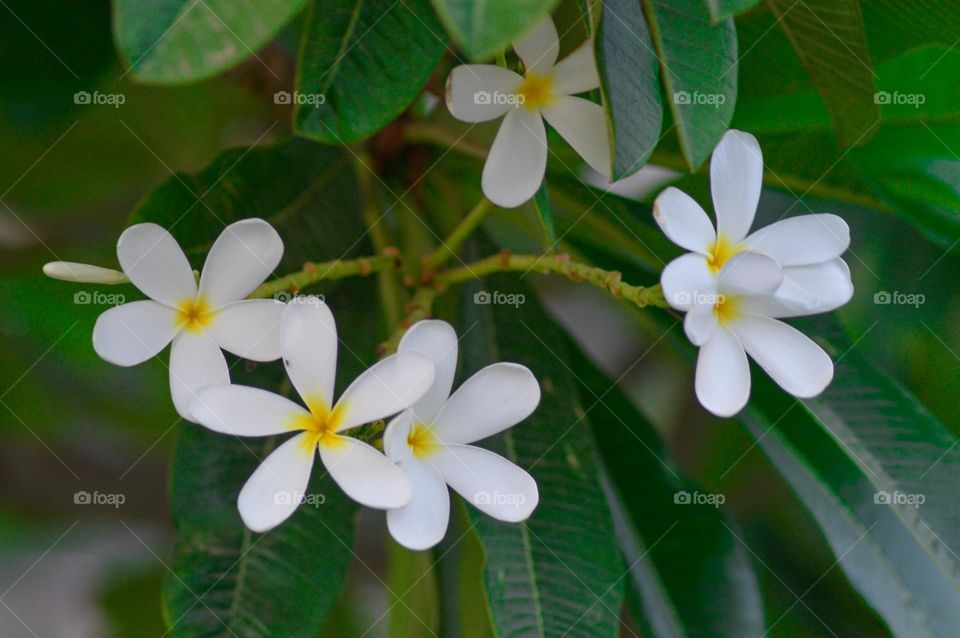 white flowers green background picture taken by:DSLR camera nacon 300mm D3200